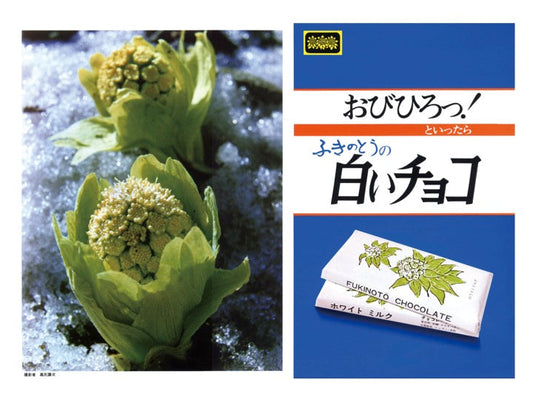 A Messenger of Spring from Hokkaido — Fukinoto