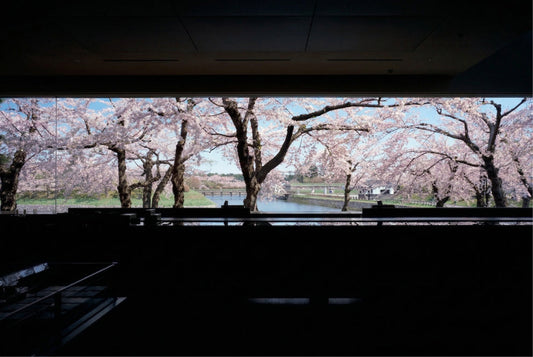 Spring in Hokkaido — Cherry Blossoms at Goryokaku