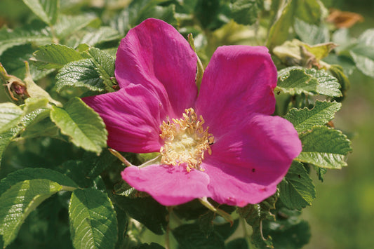 Japanese Wild Rose “Hamanashi”